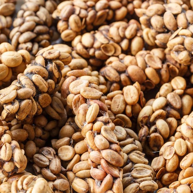 Ilustrasi kopi luwak