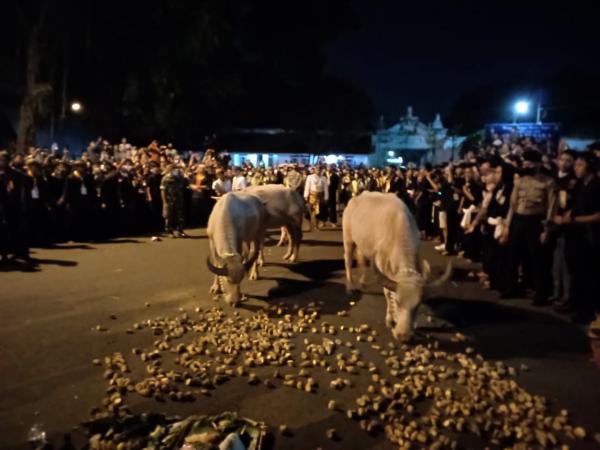 Empat Kebo Bule Jadi Cucuk Lampah Kirab Malam 1 Suro di Keraton Surakarta