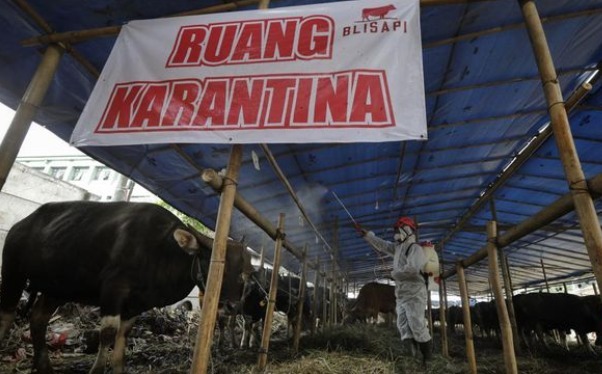 Ilustrasi karantina hewan ternak di Indonesia