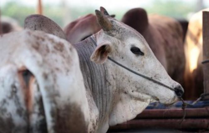 Senator Australia Dianggap Menghina Indonesia Terkait PMK