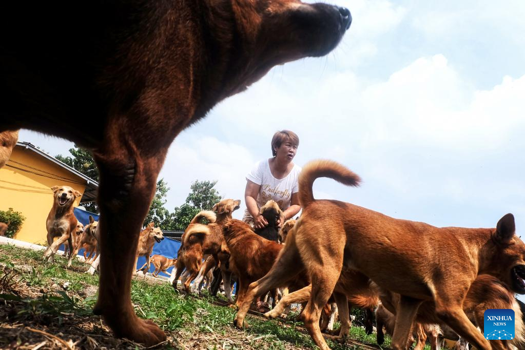Penampungan anjing liar