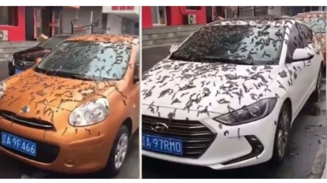 Merinding, Viral Hujan Cacing di China