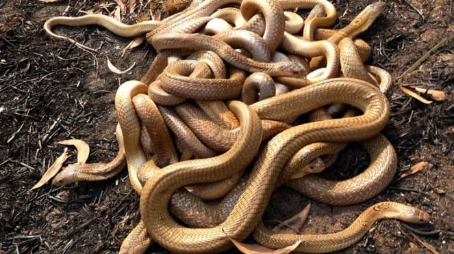 Merinding, Pria di China Nekat Selundupkan 104 Ular Hidu dalam Celana